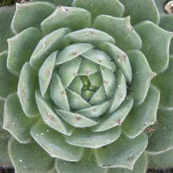 Sempervivum - Dachwurz - Hauswurz